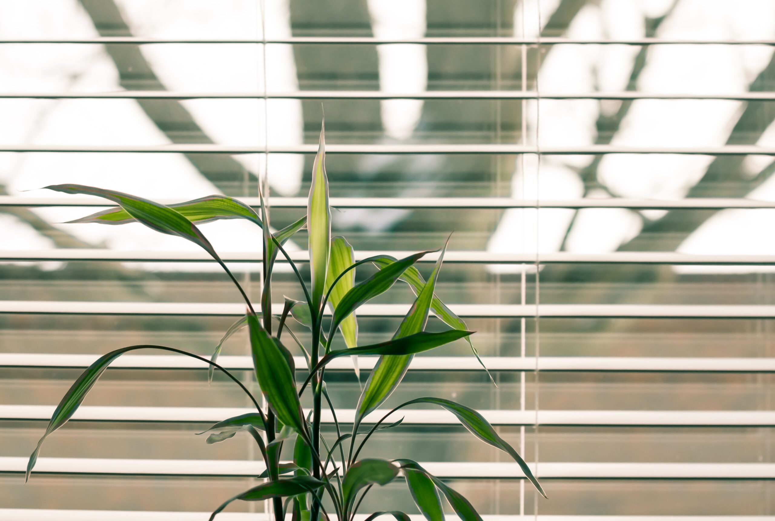 Blinds vs Curtains vs Shutters: Which to Choose?